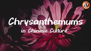 The Symbolic Meaning of Chrysanthemums in Art Medicine and Feng Shui [upl. by Munson]