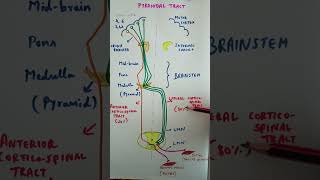 Pyramidal tract  Corticospinal tract medicinemadeeasy physiology CNS summary pathways [upl. by Rabka]