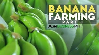 How to grow Banana Tree Part 1  Dizons Highland Bananas  Agribusiness Philippines [upl. by Corinna]