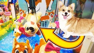 CLAW MACHINE FILLED WITH DOGS Corgi Claw Machine [upl. by Ahsiya471]