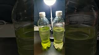 What in the Algae is going on here experiment biofuel microalgae sustainability science [upl. by Ditmore832]