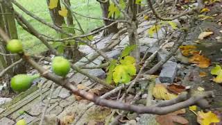 Les figues sur les branches sans feuilles Switzerland travel suisse nature garden village [upl. by Neros787]