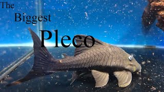 7 Largest Plecos Hypostominae How big will my pleco grow [upl. by Annawek]