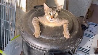 🤣 FUNNIEST Pet Bloopers  Dog and Cat Videos [upl. by Ahtinak]