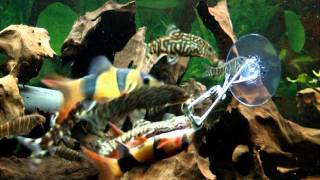 20 loaches vs 2 Hikari wafers [upl. by Aigroeg]