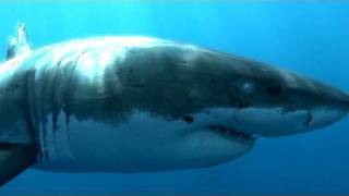 The Great White Shark Meet the Man in the Gray Suit  KQED QUEST [upl. by Meer]