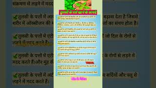 💁🏻‍♀️🍃Tulsi ke patte khane ke Fayde तुलसी के पत्ते खाने के फायदे shorts Tulsi health healthtips👌 [upl. by Novel772]