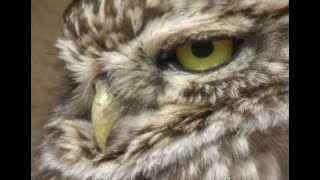 MOCHUELO COMÚN  LITTLE OWL  Athene noctua 4K [upl. by Marten]