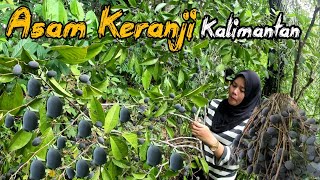 Berpetualang Bersama Keluarga Panen Buah Asam Keranji  Buah Endemik Hutan Kalimantan [upl. by Fulbert]