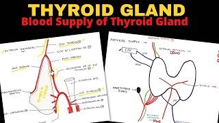 Thyroid Gland Anatomy 23  Blood Supply of Thyroid Gland  Head amp Neck Anatomy [upl. by Adianez985]