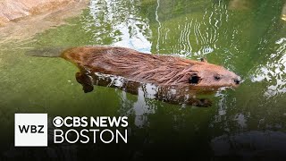 Nibi the beaver meets Gov Healey after shes allowed to stay with rescue as educational animal [upl. by Labanna]