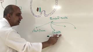 Extrapyramidal system  Neuroanatomy 22 [upl. by Ynnub595]