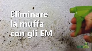 Trattamento Antimuffa Naturale con i Microrganismi Efficaci EM [upl. by Raychel856]