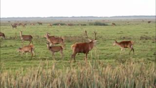 20111015 Bronst in de Oostvaardersplassenwmv [upl. by Nylime]