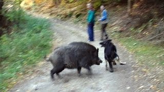 Wolf dog and boars [upl. by Lippold190]