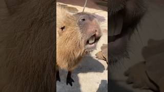 Capybara with coconut fur🥥capybara cute animals zoo travel viralshorts shorts [upl. by Fagen]