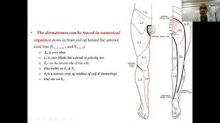 Dermatomes amp myotomes of lower limb [upl. by Holle449]