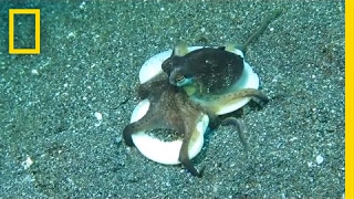 Why Does This Octopus Carry Shells Around  National Geographic [upl. by Enyallij]