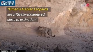 quotOmans Arabian Leopards are critically endangered close to extinctionquot [upl. by Abeh]