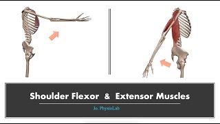 Shoulder flexor amp extensor muscles 3D motion Origin Insertion [upl. by Ayikat321]