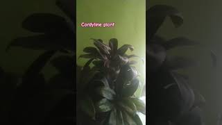 cordyline plant ll shorts ytshorts youtubeshorts trending viral [upl. by Newkirk]