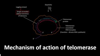 Telomerase action mechanism in Oxytricha [upl. by Annairdua]