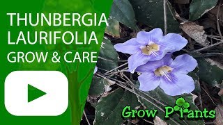 Thunbergia laurifolia  grow and care [upl. by Pellikka]