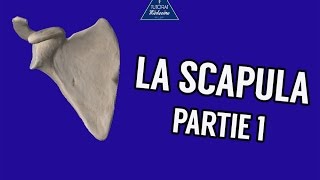 La Scapula  Partie 1 [upl. by Cristie858]