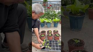 Potted Chinese cabbage cabbage rurallife gardening garden agriculture vegetables lifestyle [upl. by Pich]