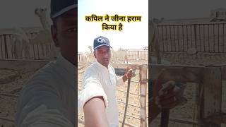 कपिल ने जीना हराम किया है  सऊदी अरब मजरा लाईफ  camel vlog shortsfeed song newsong [upl. by Zondra461]