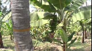 Intercropping in coconut plantationTiptur [upl. by Hermine]