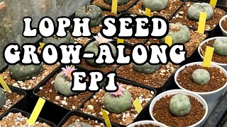 How to grow Lophophora williamsii  Peyote from seed Episode 1 A series on growing Lophophora [upl. by Galasyn]