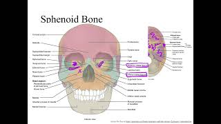 Dr Benaduce Sphenoid Bone Axial Skeleton Lecture [upl. by Siuqaj]