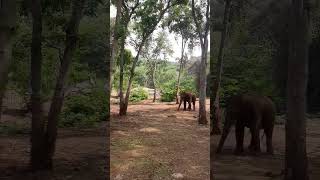 Elephant 🐘Bannerghatta zooBengaluru [upl. by Keslie]