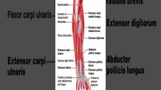 Anatomy Extensor Carpi Radialis Longus ECRL shorts [upl. by Meda808]