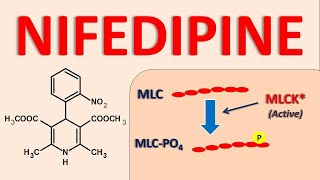 Nifedipine  Mechanism side effects and uses [upl. by Betthezul]