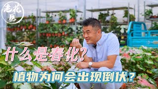 【养花必懂小知识】什么是春化？植物为何出现倒伏？养花必懂小知识！Tips and tracks for vernalization [upl. by Ahsyekat]