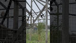 Gibbon screaming at Hamerton Zoo 😂 [upl. by Wsan]