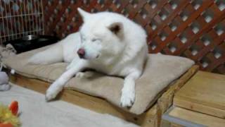 【秋田犬げんき】秋田犬に怒られた飼い主【akita dog】 [upl. by Ecirtel]