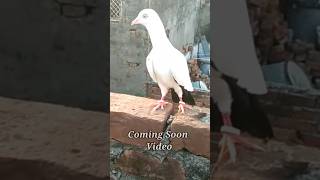 Saharanpuri Kaldume Kabootar highflyingpigeons pigeonstatus indianpigeon kabutarstatus [upl. by Gerbold]