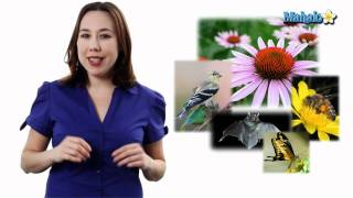 Learn Biology Angiosperms and Pollinators [upl. by Aizirk]