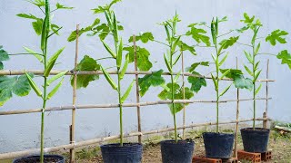 Revealing the secret to grow okra at home for many fruits [upl. by Silva904]