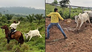 AS VACAS BRAVA ESTÃO MAIS PERIGOSAS😰 A ONÇA VOLTOU ATACAR [upl. by Karsten506]