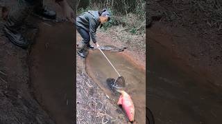 Masheer fishing canal fishing fall bass fishing october fishing [upl. by Corabella947]