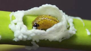 The pupal stage is found only in holometabolous insectsthose that undergo a complete metamorphosis [upl. by Binnings]