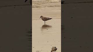 Great black backed gull and Herring gulls [upl. by Elyagiba]