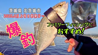 茨城県北茨城市 大津港 激アツ 足場の良い大きな漁港で入れ食い？！釣れすぎた朝マズメ [upl. by Sydelle]