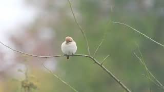 Isabelline Shrike Sp [upl. by Alina]