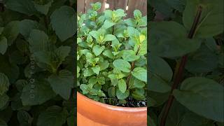 How to Grow Mint From Seeds at Home 🌿 plants shorts farming [upl. by Sierra]