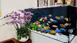 10 Incredible African Cichlids Tank  Most Beautiful Cichlid Varieties [upl. by Aihc270]